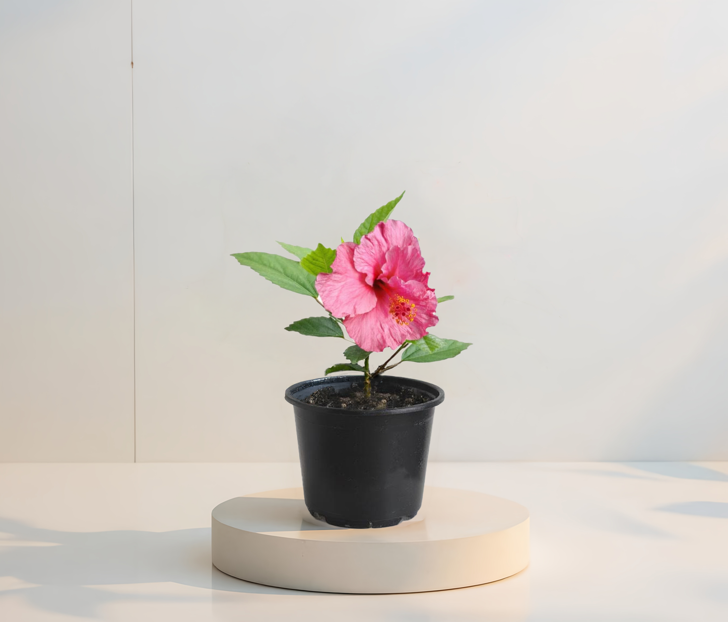 Розов обикновен хибискус(hibiscus roz simplu)