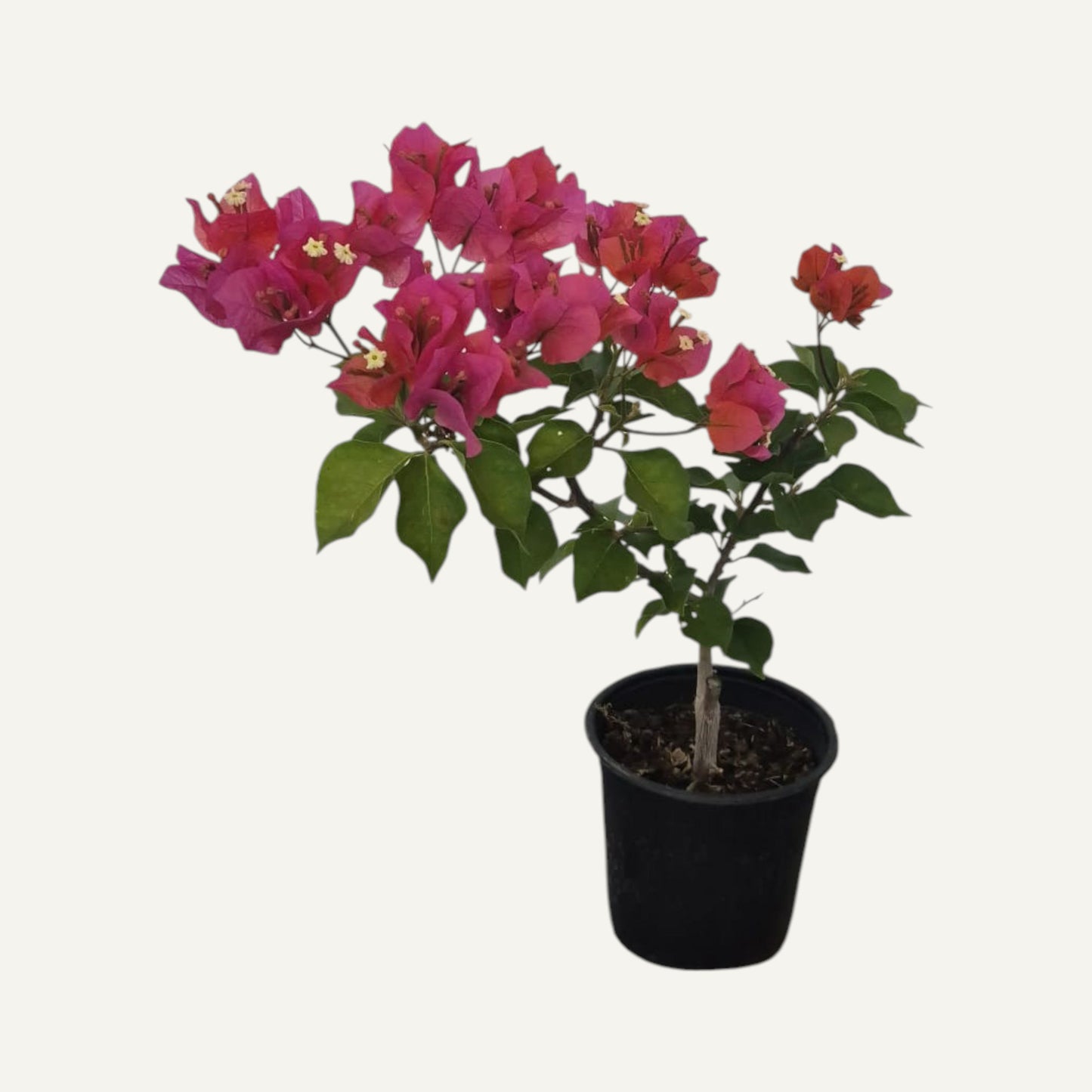 Бугенвилея