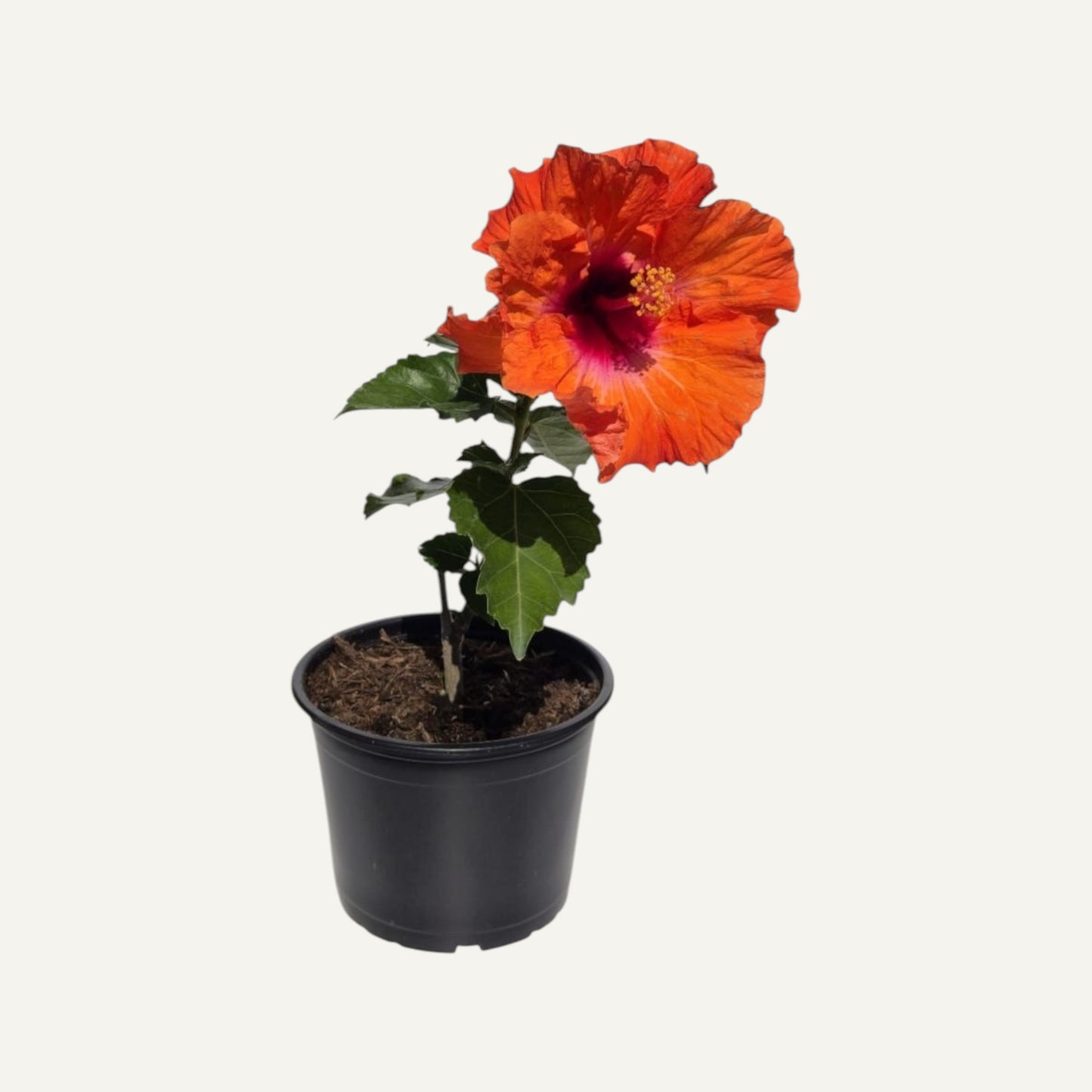 Двоен оранжев хибискус 2