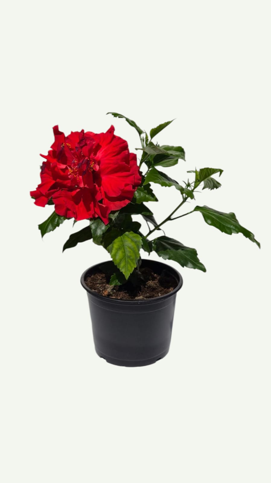 Двоен червен хибискус