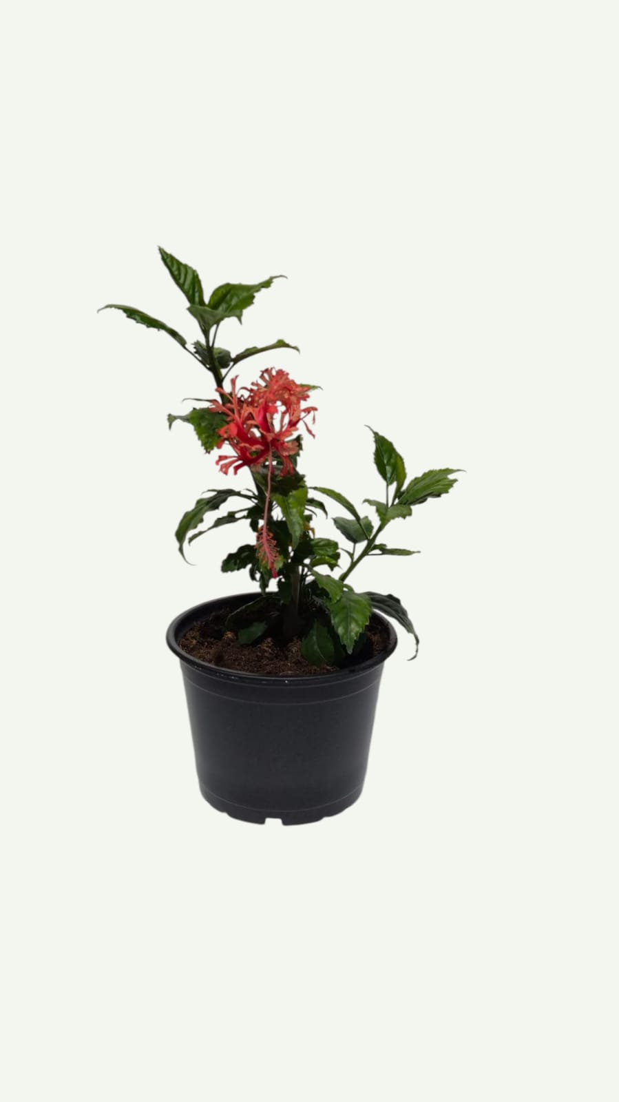 Корал хибискус