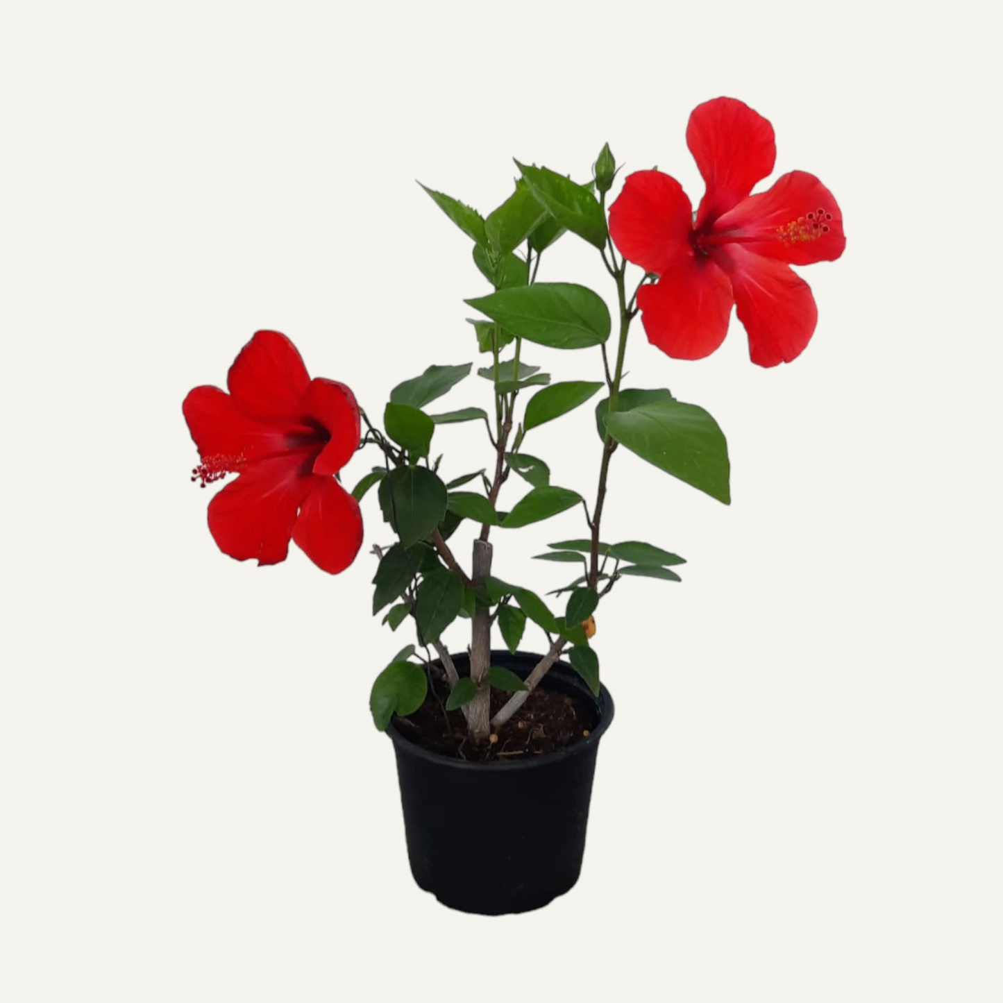 Червен обикновен хибискус