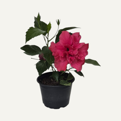 Двоен цикламен хибискус