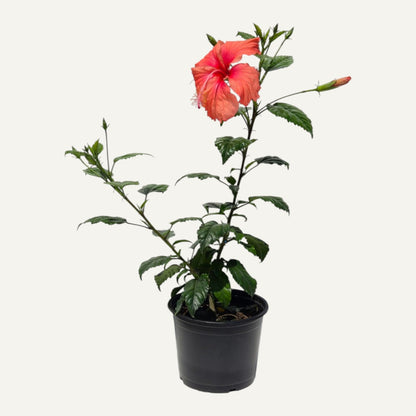 Дейнти Пинк хибискус