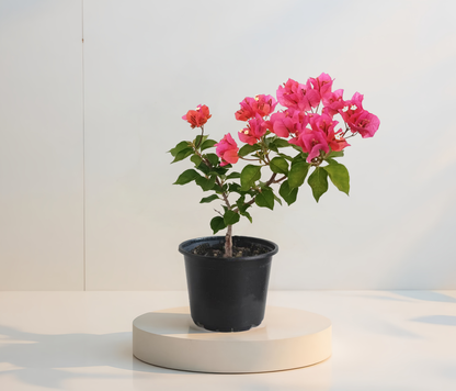 Бугенвилея