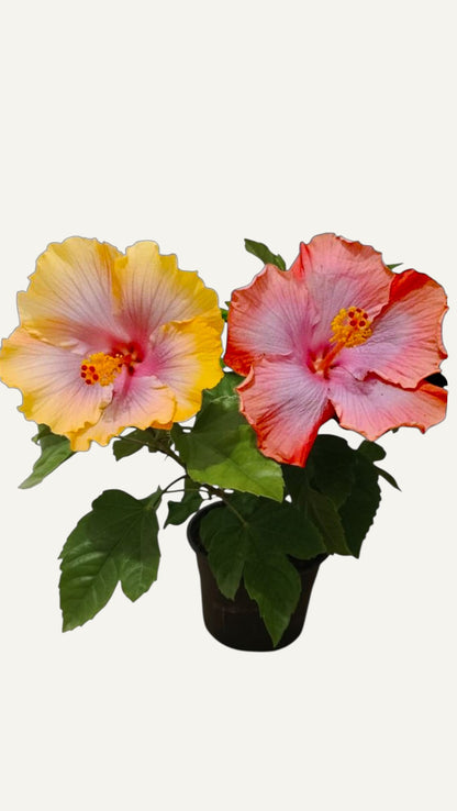 Тропически хибискус Маями-Флейм(hibiscus tropical miami flame)