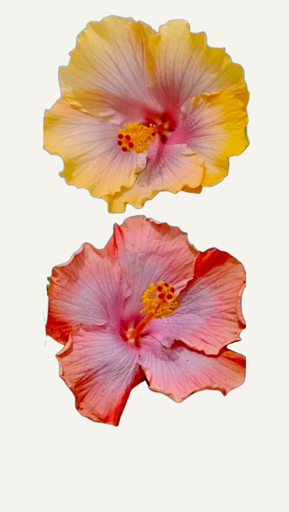 Тропически хибискус Маями-Флейм(hibiscus tropical miami flame)