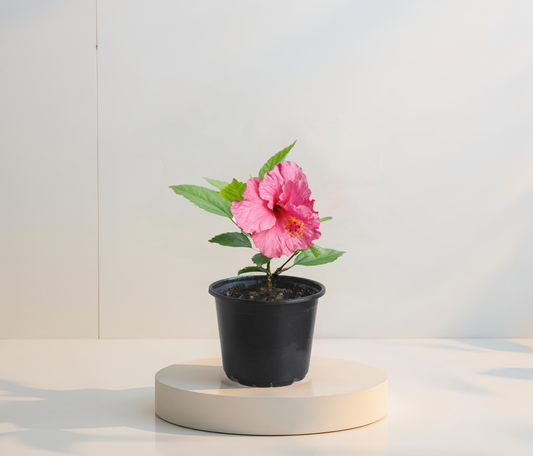 Розов обикновен хибискус(hibiscus roz simplu)