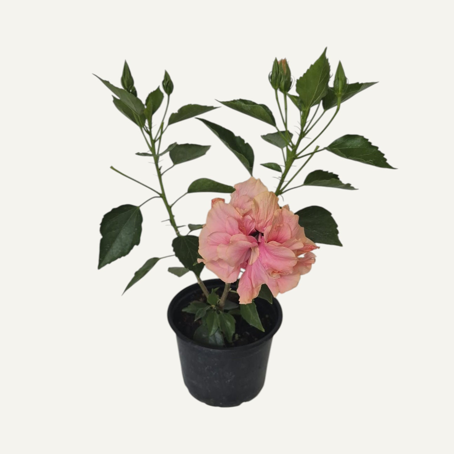 Двоен розов хибискус