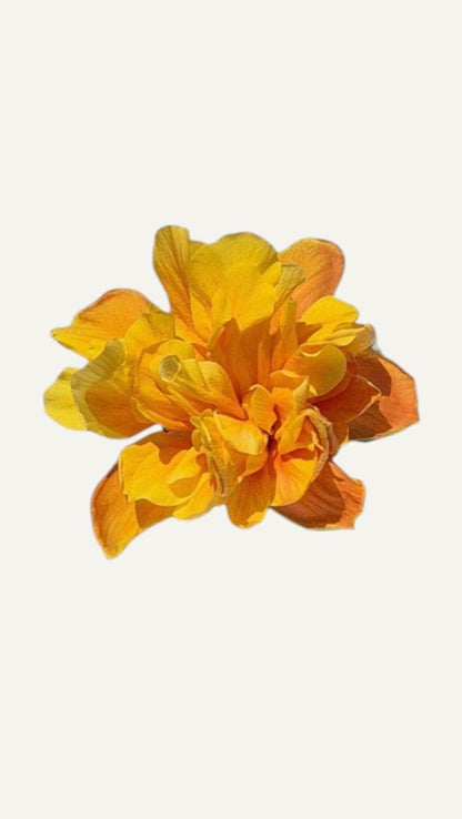 Двоен жълт хибискус(hibiscus galben batut)
