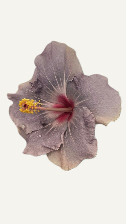 Лилав хибискус (hibiscus mov)