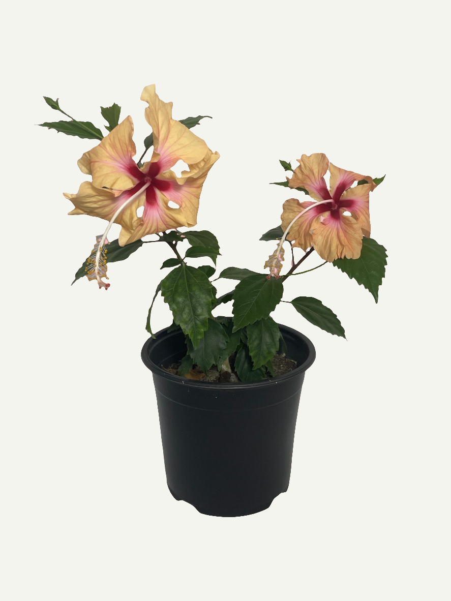 Дейнти Крийм хибискус