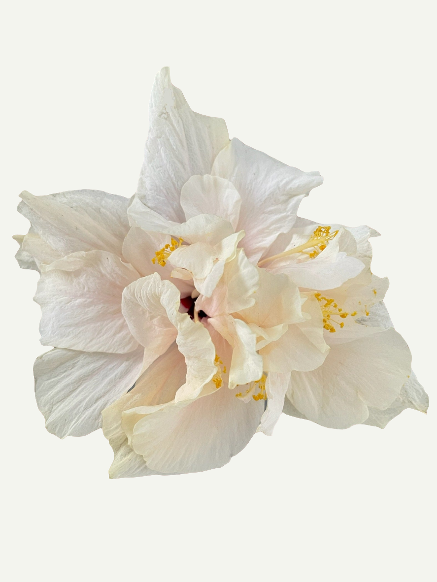 Двоен бял хибискус