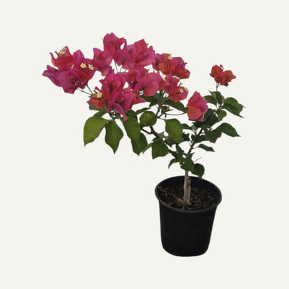 Бугенвилея