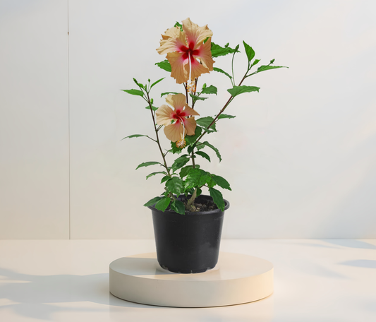 Дейнти Крийм хибискус