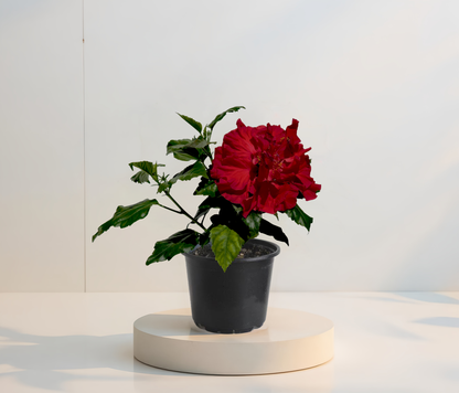 Двоен червен хибискус