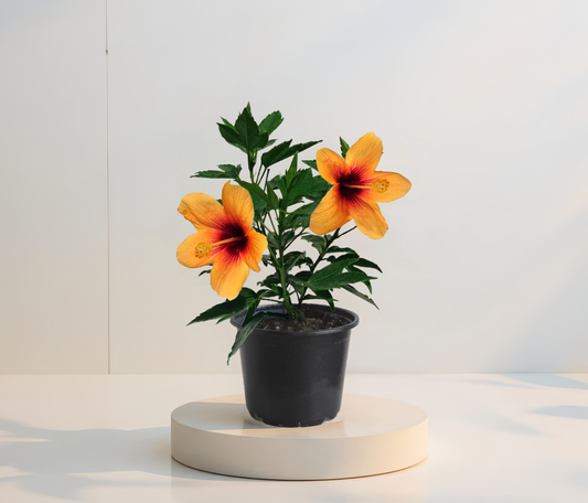 Тропически хибискус Хавай-Сънсет