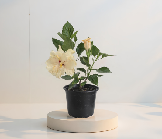 Двоен бял хибискус