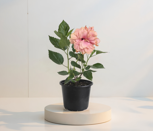 Двоен розов хибискус