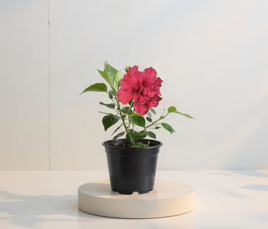 Двоен цикламен хибискус