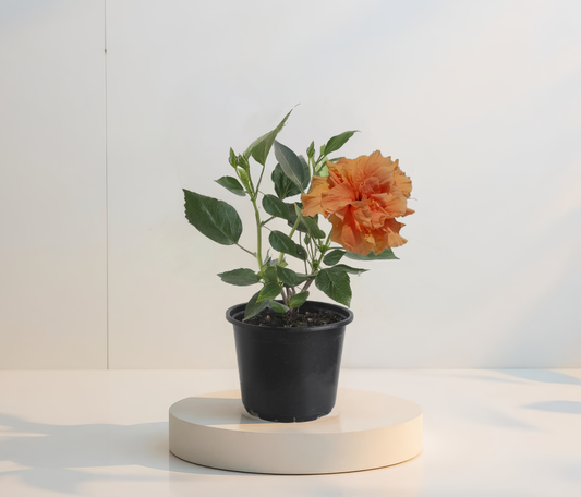 Двоен оранжев хибискус