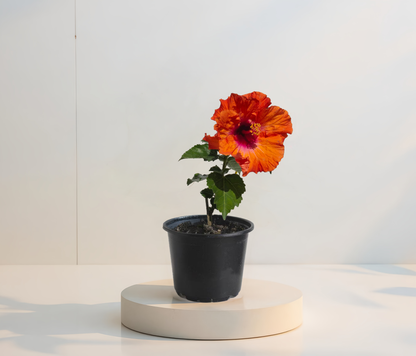 Двоен оранжев хибискус 2