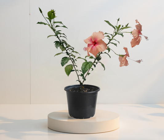 Дейнти Пинк хибискус