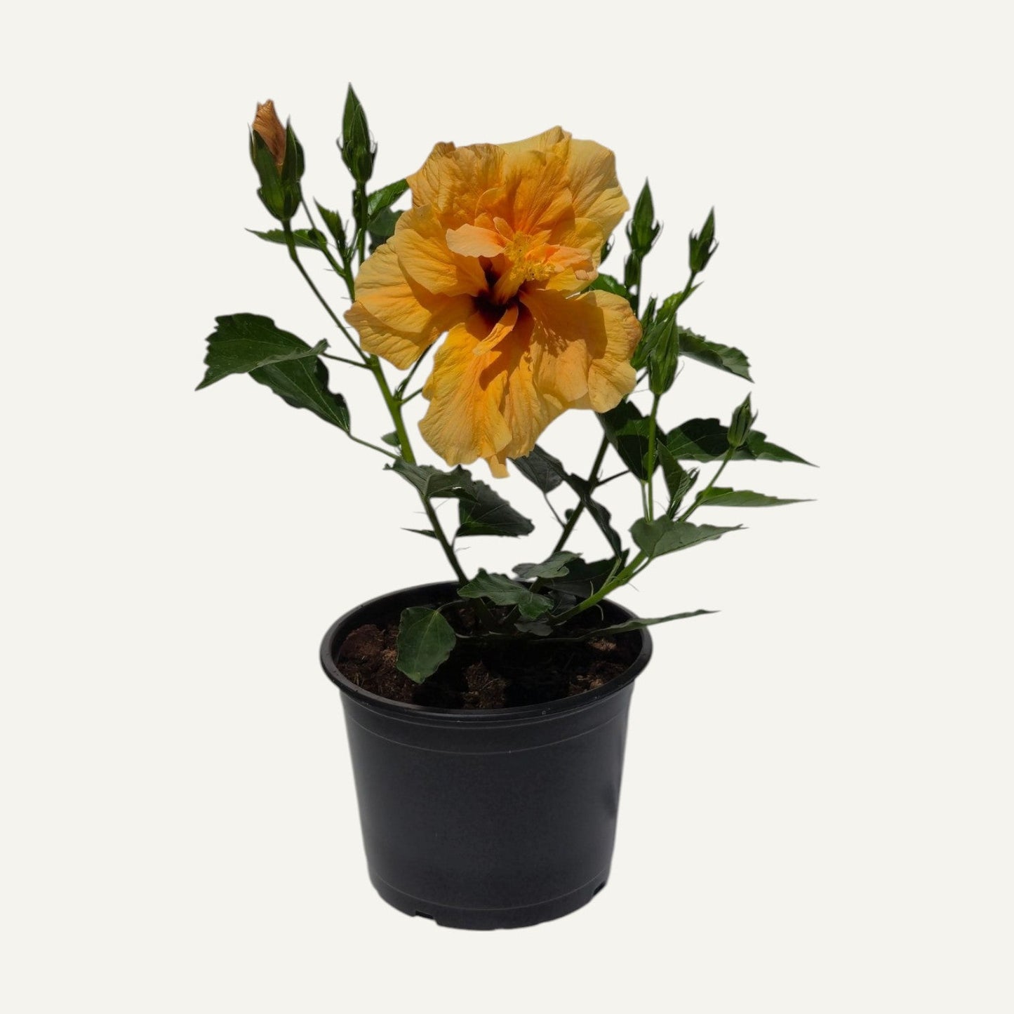 Двоен оранжев хибискус