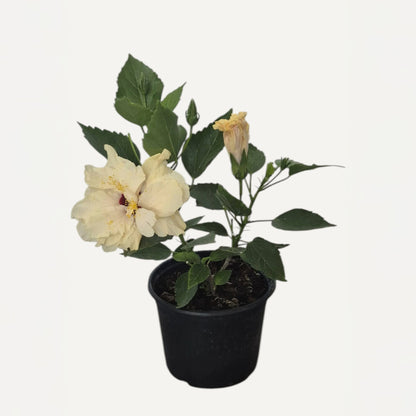 Двоен бял хибискус