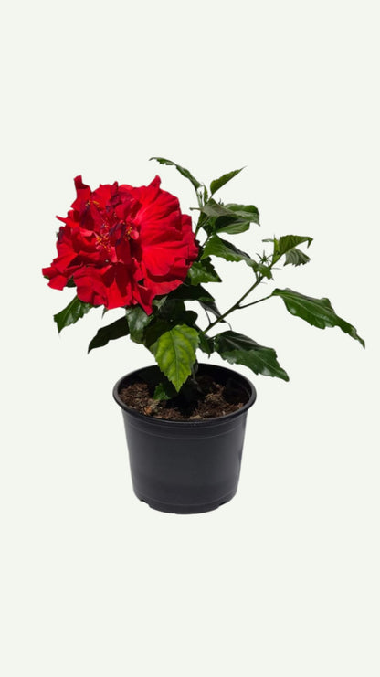 Двоен червен хибискус