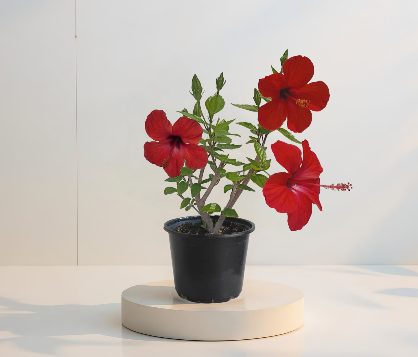 Червен обикновен хибискус