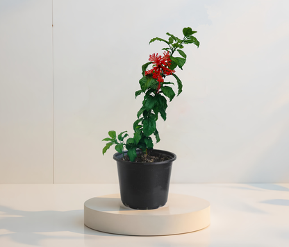 Корал  хибискус