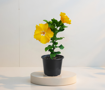 Тропически жълт хибискус