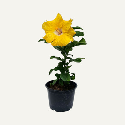 Тропически жълт хибискус