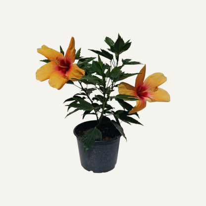 Тропически хибискус Хавай-Сънсет